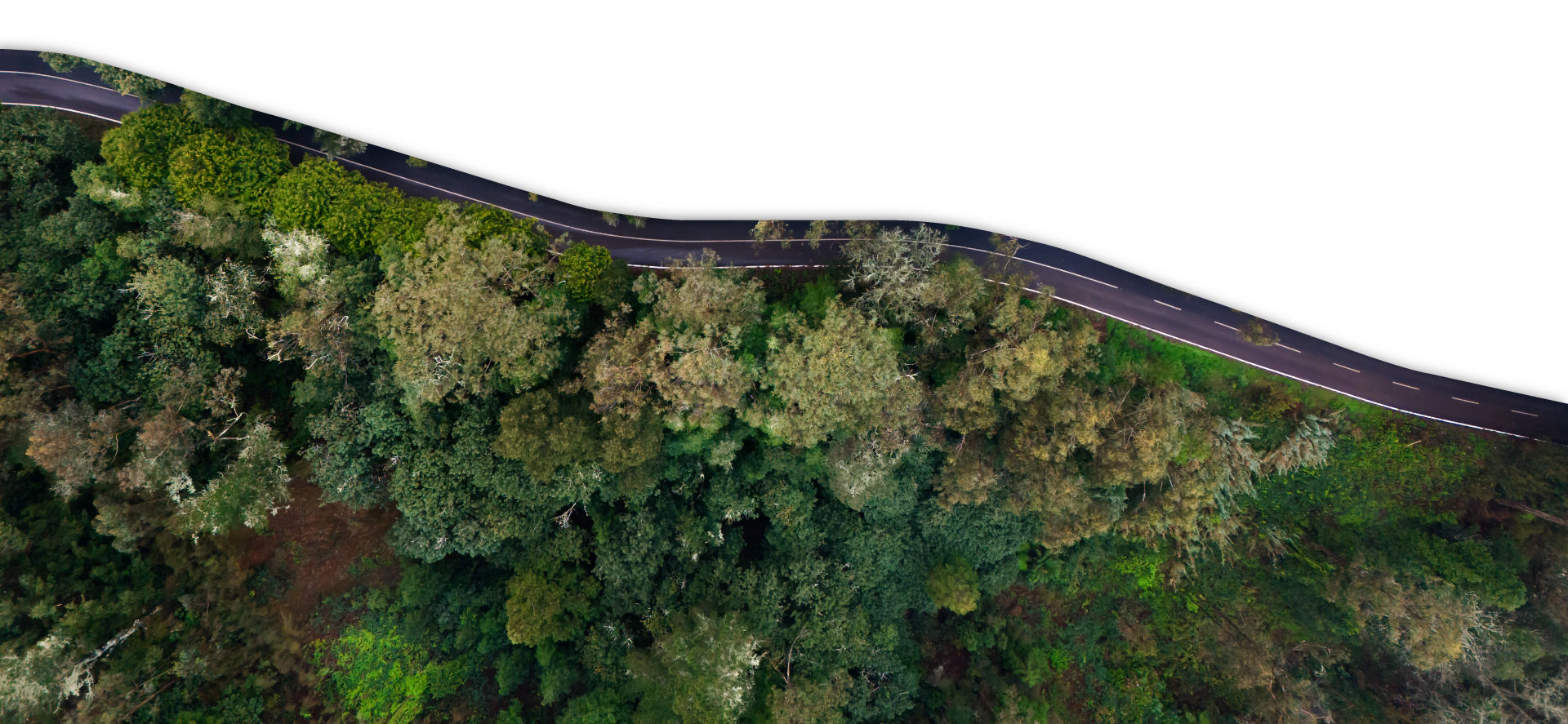Vue aérienne d'une route à travers la forêt